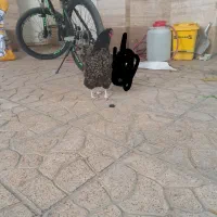 یک عدد مرغ ویاندوت