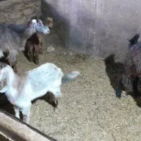 بز بزغاله چپیش|حیوانات مزرعه|ساوه, |دیوار