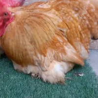 جفت کوشین کوکوطلایی تخمگذار