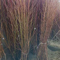 ارائه نهال هلو درجه یک