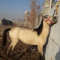 کره مادیون کورد