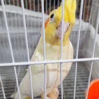 عروس هلندی ماده