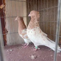 کله سار نروماده یک دم سفید ماده یک سینه سیاه