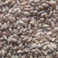 گندم بوجاری شده