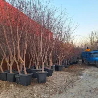 نهال ودرخت روتبال و گلدانی و ریشه ایی نهالستان