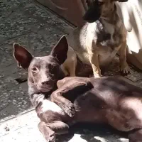 سگ پا کوتاه