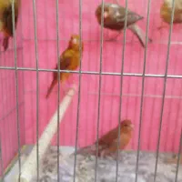 قناری|پرنده|شاهین‌شهر, اقبال لاهوری|دیوار