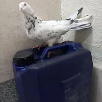 کفتر اصفهانی|پرنده|برخوار, |دیوار