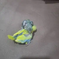 طوطی پروتلت بند انگشتی|پرنده|قم, چهل درخت|دیوار