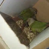 دو جفت گرینچیک مولد همراه با جوجه هاشون|پرنده|بوکان, |دیوار