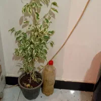 ح ر ا ج|حراج|خرم‌آباد, |دیوار