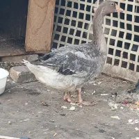 حیوانات مزرعه