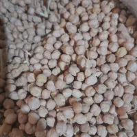 فروش نخود دیم درجه یک