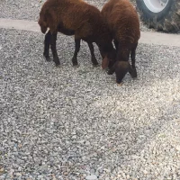 بره قزل افشاری