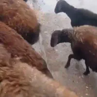 میش قزل افشار ابستن سنگین|حیوانات مزرعه|داران, |دیوار