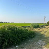 زمین تجاری ۷ هکتاری بر اتوبان کیاکلا به جویبار|فروش دفتر صنعتی، کشاورزی، تجاری|بابل, |دیوار