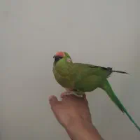 ملنگو فوق دستی