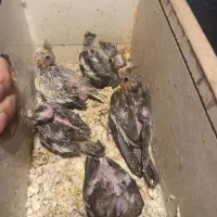 جوجه عروس سرلاکی 300تومن
