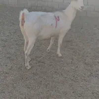 بزسانن|حیوانات مزرعه|درمیان, |دیوار