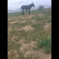 خرید فروشی الاغ گله اسب قاطر