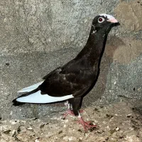 فروش کفتر