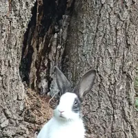 واگذاری خرگوش