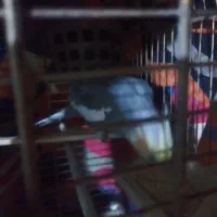 عروس هلندی دوعدد نر|پرنده|پاکدشت, پاکدشت (مامازند)|دیوار