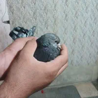 پرنده|پرنده|شیراز, شیخ علی چوپان|دیوار