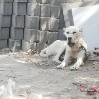 سگ خراسانی،توله 11ماه