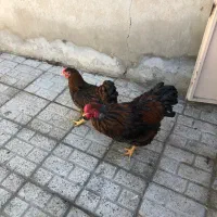 مرغ و خروس ویاندوت