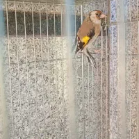 سهره ماده...مست و جوجه سهره|پرنده|ری, شهرک نظامی|دیوار