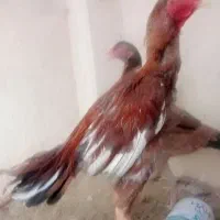 خروس سوران|حیوانات مزرعه|سیب و سوران, |دیوار