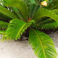 سیکاس