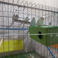 جفت مرغ عشق