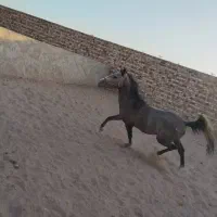 اسب نریان آرام و عالی.تخیف توپ پای قرارداد