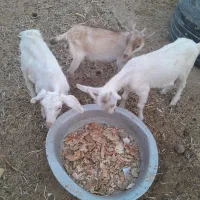 میش وکره