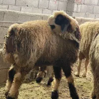 بره چاق و داشتی|حیوانات مزرعه|جم, |دیوار