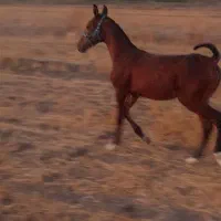 دوعددکره مادیان|اسب و تجهیزات اسب‌سواری|شیراز, اکبر آباد|دیوار