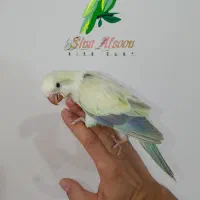 طوطی