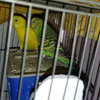 مرغ عشق جفت