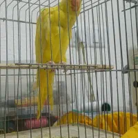 جوجه طوطی ملنگو زرد