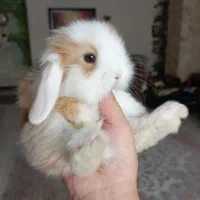 خرگوش مینی لوپ کمیاب وارداتی