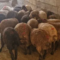 بره ماده
