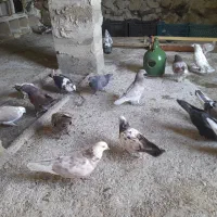 کبوتر|پرنده|بدره, |دیوار