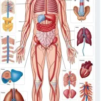 بهبودی کامل ریه خود را با ما تجربه کنید