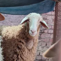 میش نژاد لاکن