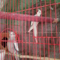 جفت مولد عروس هلندی|پرنده|خرم‌آباد (تنکابن), |دیوار