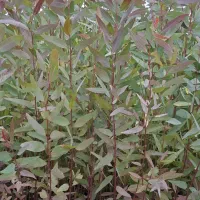 نهال آکالیپتوس|خدمات باغبانی و درختکاری|اندیمشک, |دیوار