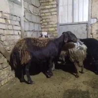 میش با بره|حیوانات مزرعه|خوشاب, |دیوار