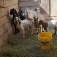 گوسفند|حیوانات مزرعه|نرماشیر, |دیوار